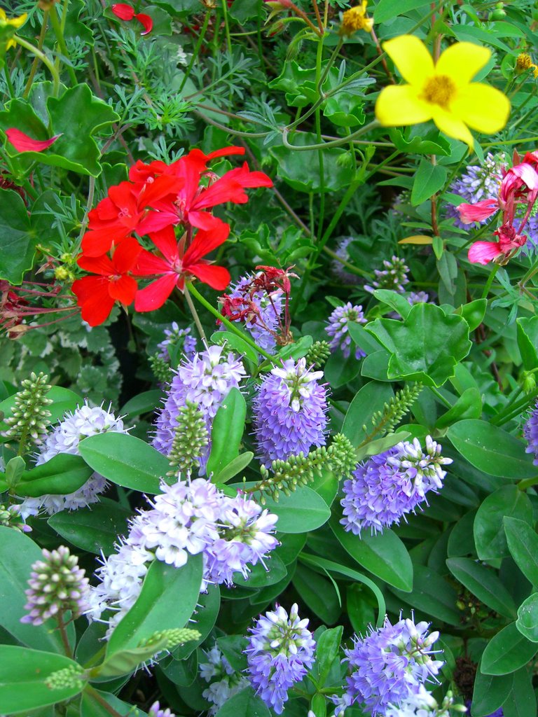 Flowers at Garda, Italy by mahof