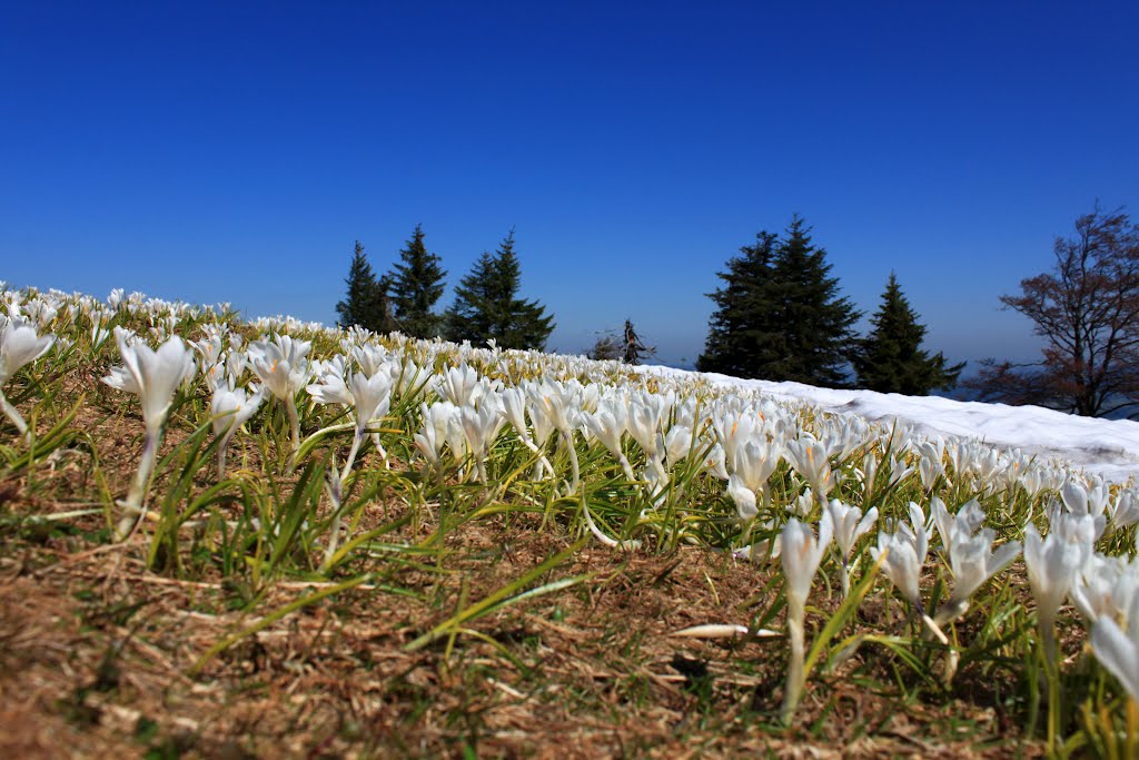 Krokusse im Frühling by Uwe Häntsch