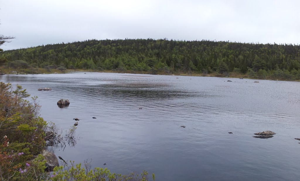 Cow pond June '12 by blueeyes989