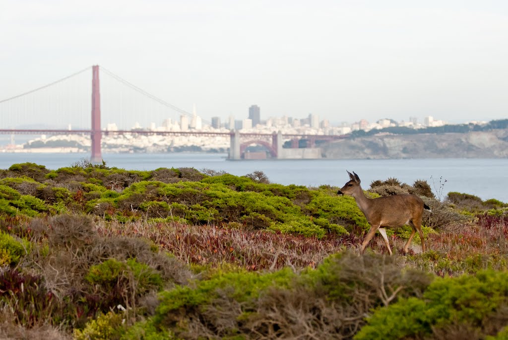 Golden Gate Bridge from Marin Headlands by Bruce Batten