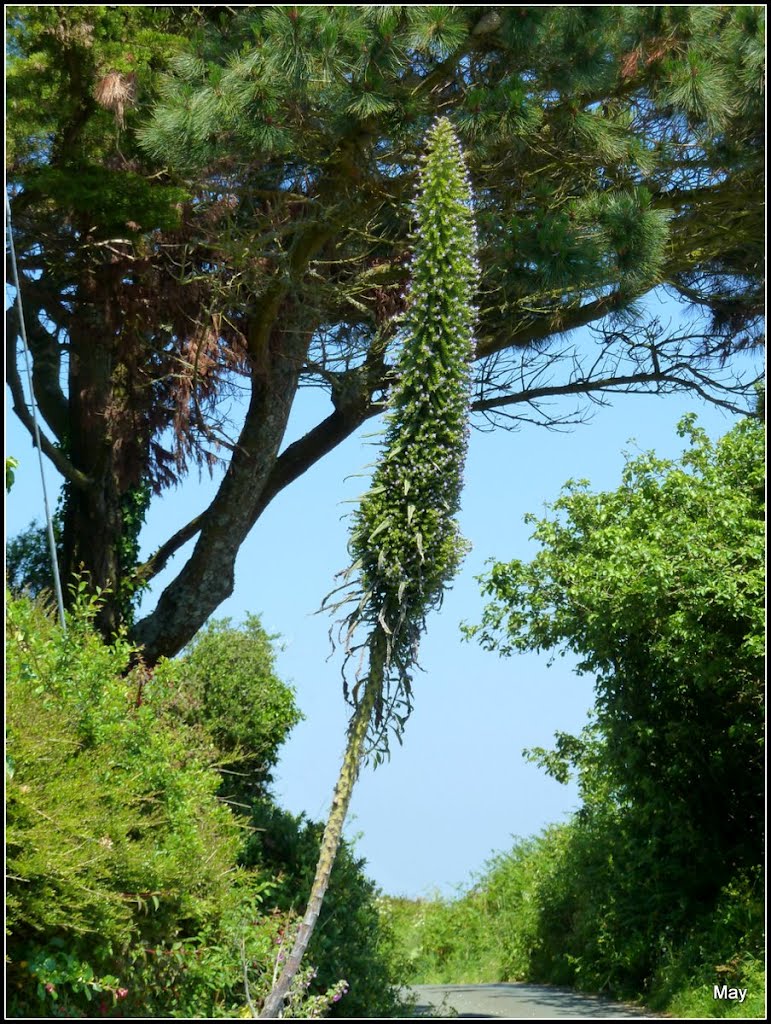 Mb - Subtropisches Klima in Cornwall - by ♫ Swissmay 2