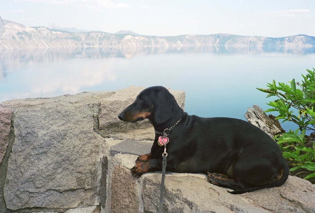 Crater lake hound by guizippy