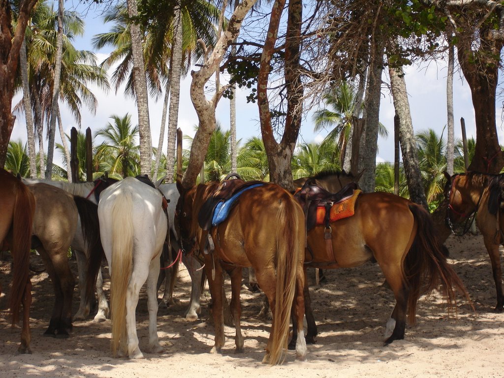 Horses at 4th beach by kareng