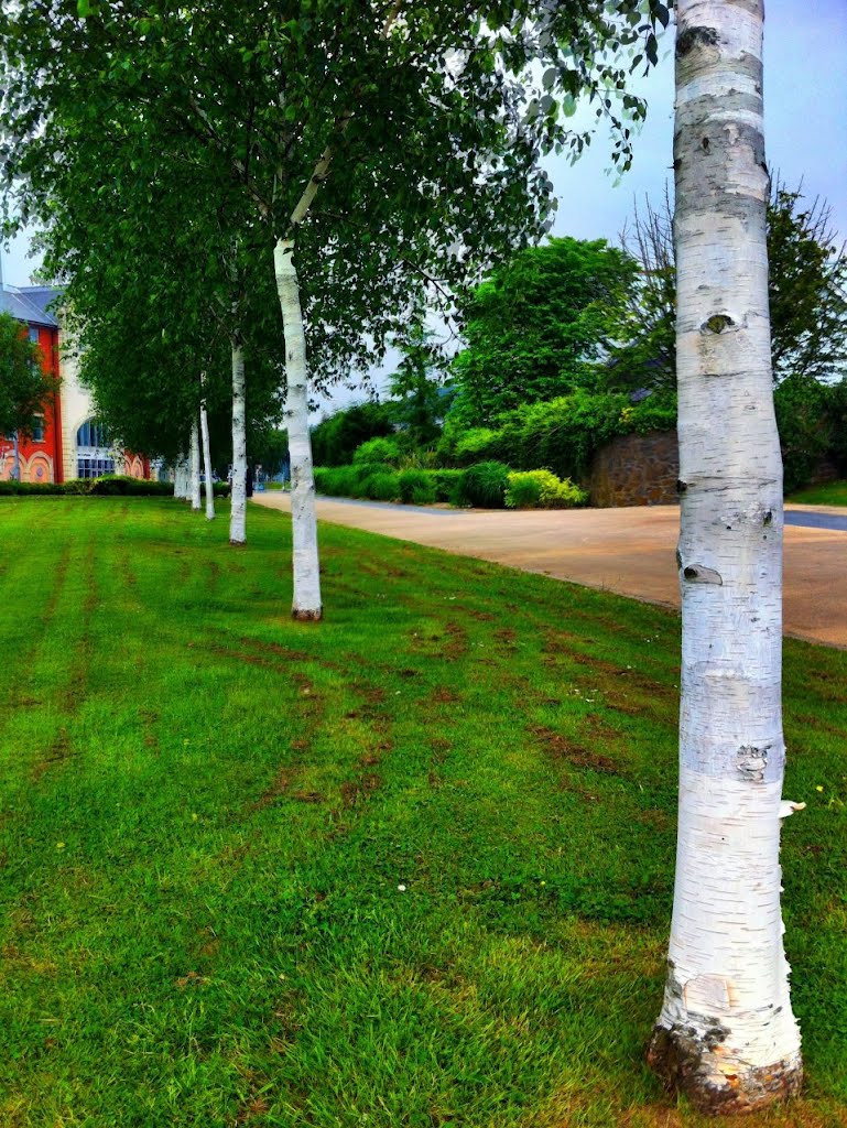 Swansea in "full colour" 75 - Birch trees in museum grounds by ed morris