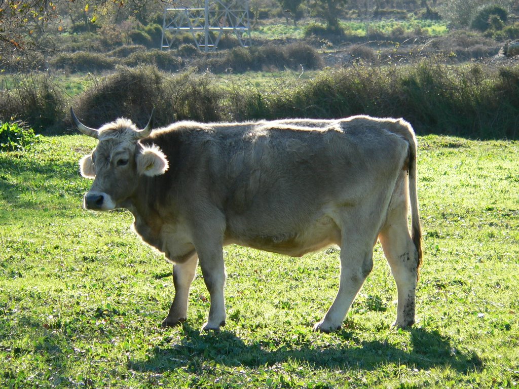 Mucca al pascolo by domenico cabiddu