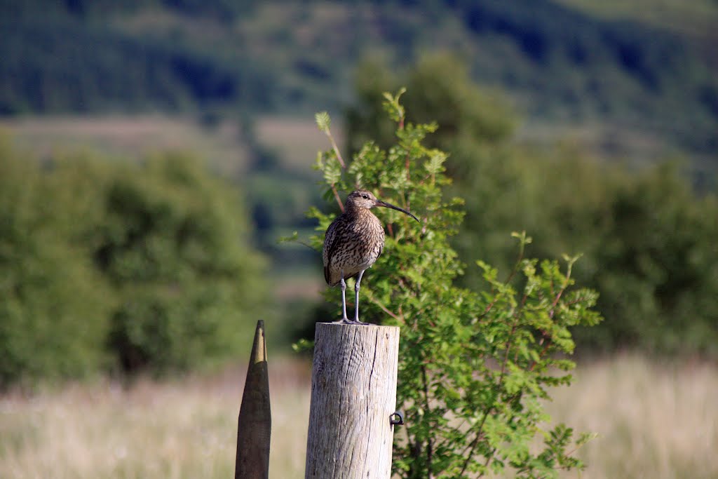 Scotland, Arran, curlew at Machrie Moor by djienbe