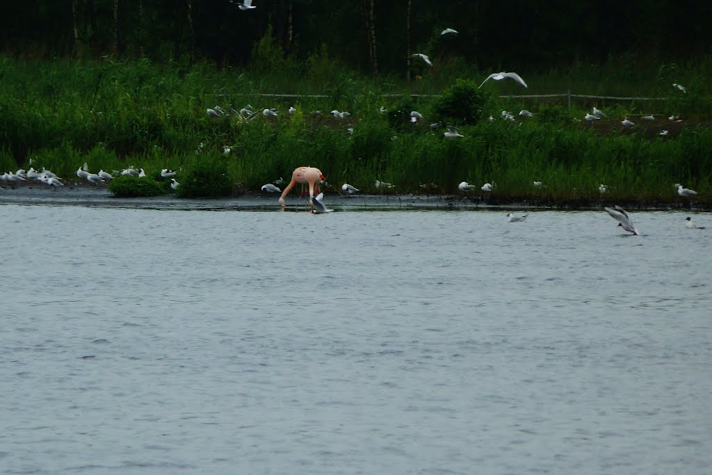 Birds on a lake by Henu1