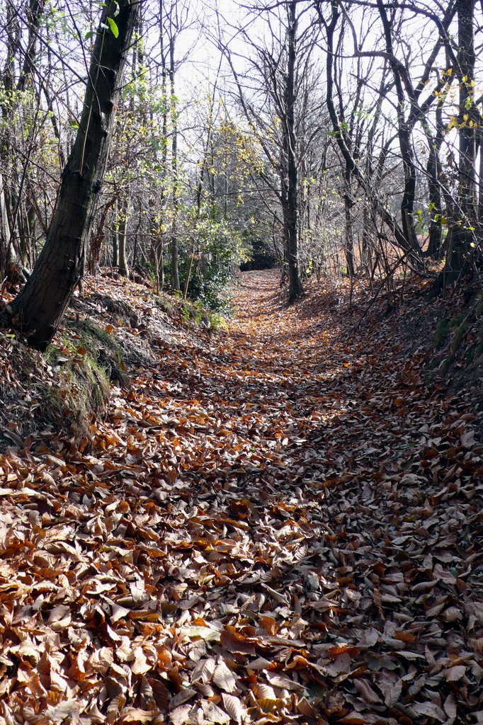 Sentiero in Autunno by Roberto De Bernardi