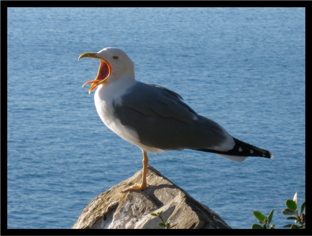 The 'One Leg' Seagull Yawn - Dedicated to Giulio Colla by gilberto silvestri