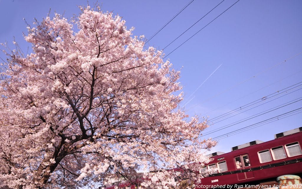 阪急と桜　Hankyu Railways and Cherry blossoms by RyoK