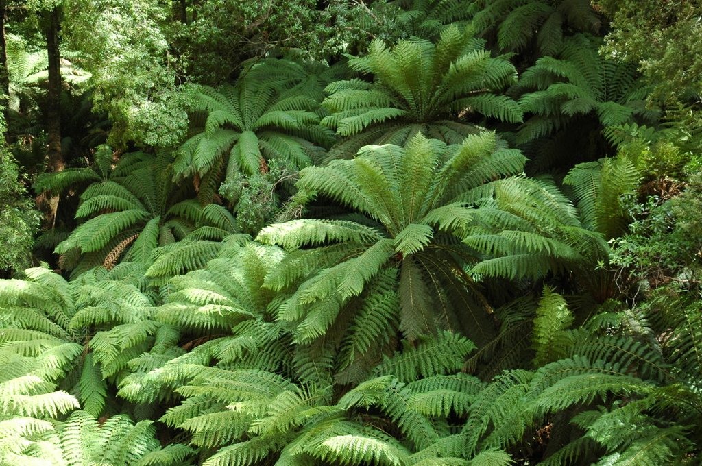 Fern Trees by miro59