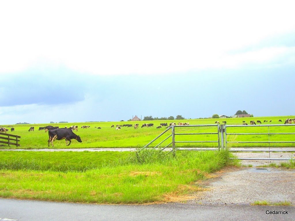 Typical Dutch Landscape: Green for meadows,black for cows,grey for clouds. by cedarrick