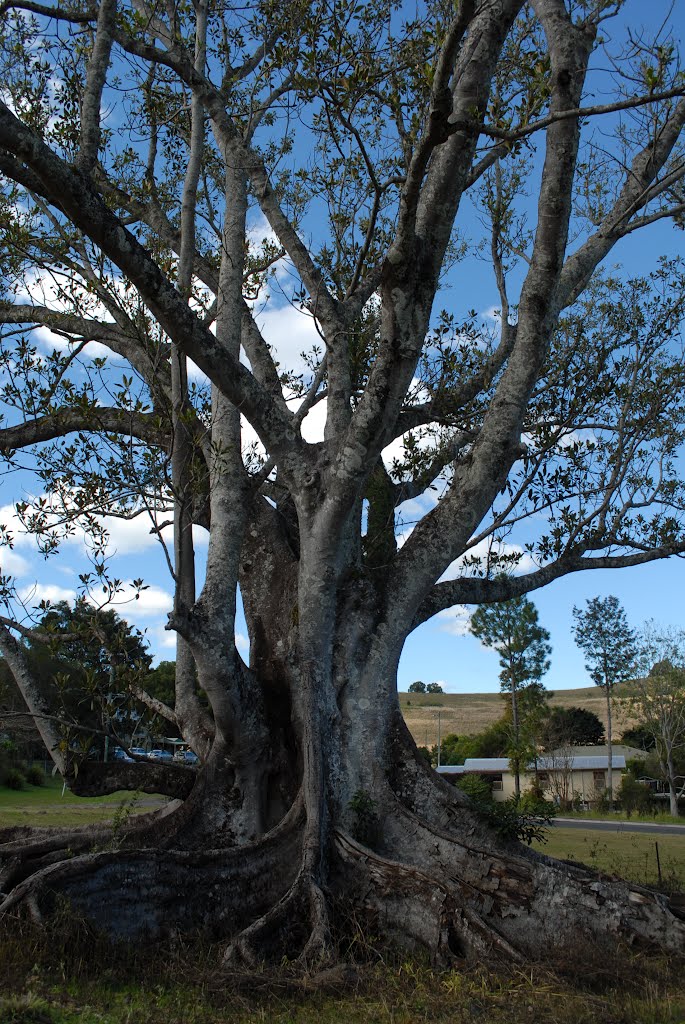 Big Fig by heavylambs