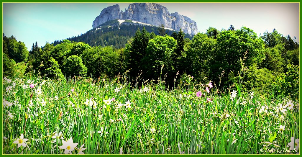 Bunte Maienwiese im Ausseer Land (May-colored meadow in country of Aussee) by © Didi S.