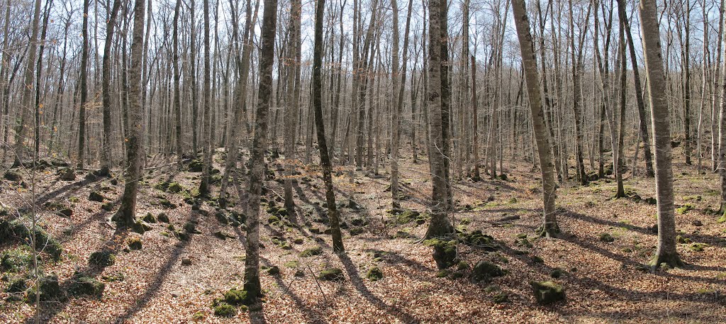 Fageda d'en Jordà by Kaiser