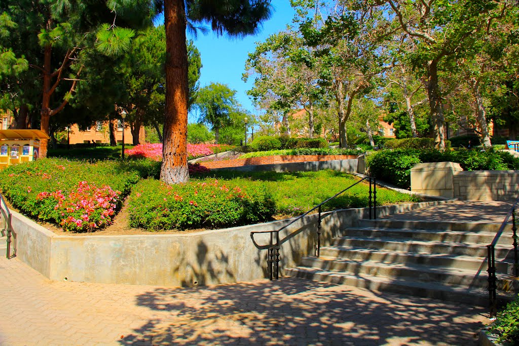 UCLA Campus, Westwood, Los Angeles, California by MICHAEL  JIROCH  &  www.michaeljiroch.com