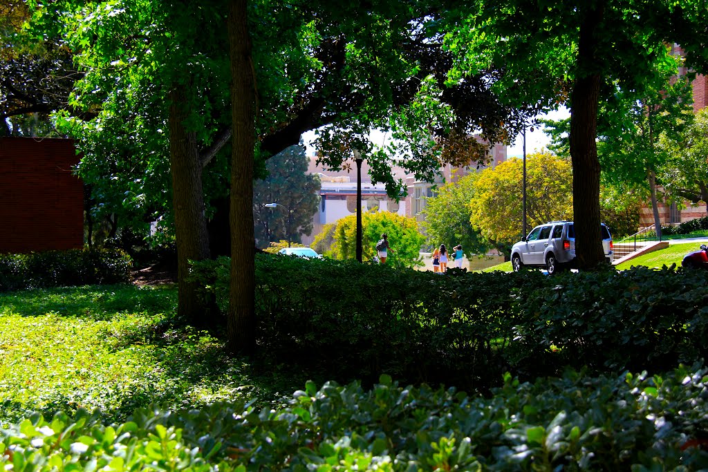 UCLA Campus, Westwood, Los Angeles, California by MICHAEL  JIROCH  &  www.michaeljiroch.com