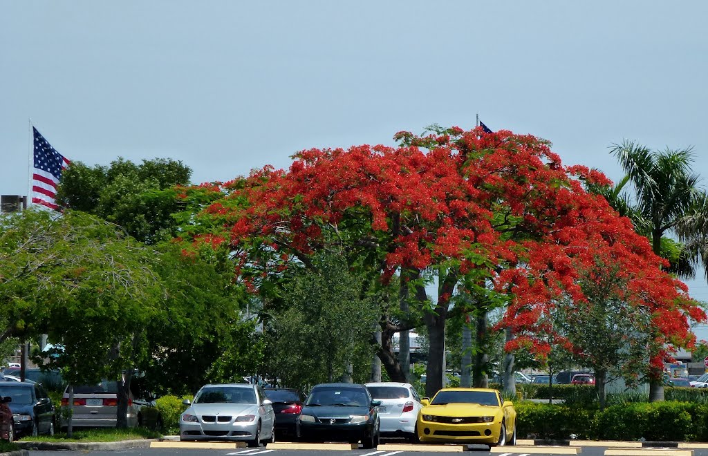 Hialeah, Florida EEUU by perezmontejo