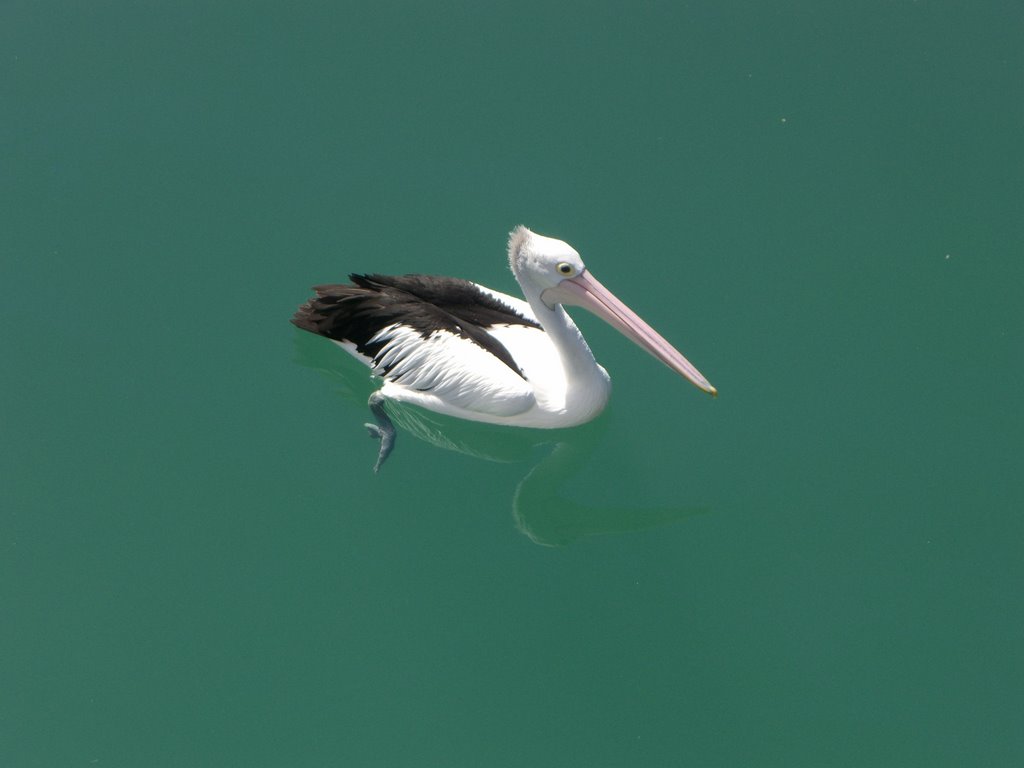 Pelican In Hervey Bay Marina by peteriain