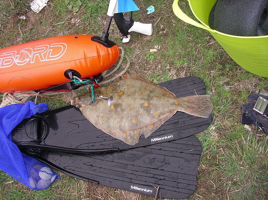 Plaice caught Chouet by andy.round