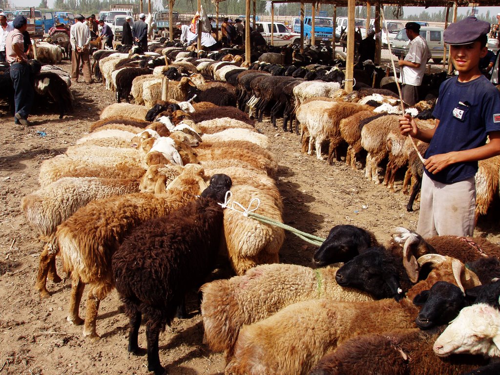 Sunday animal market of Kashgar by Seara