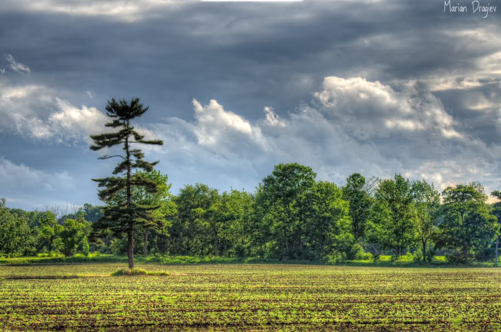 Green Field and Trees by seventhheaven