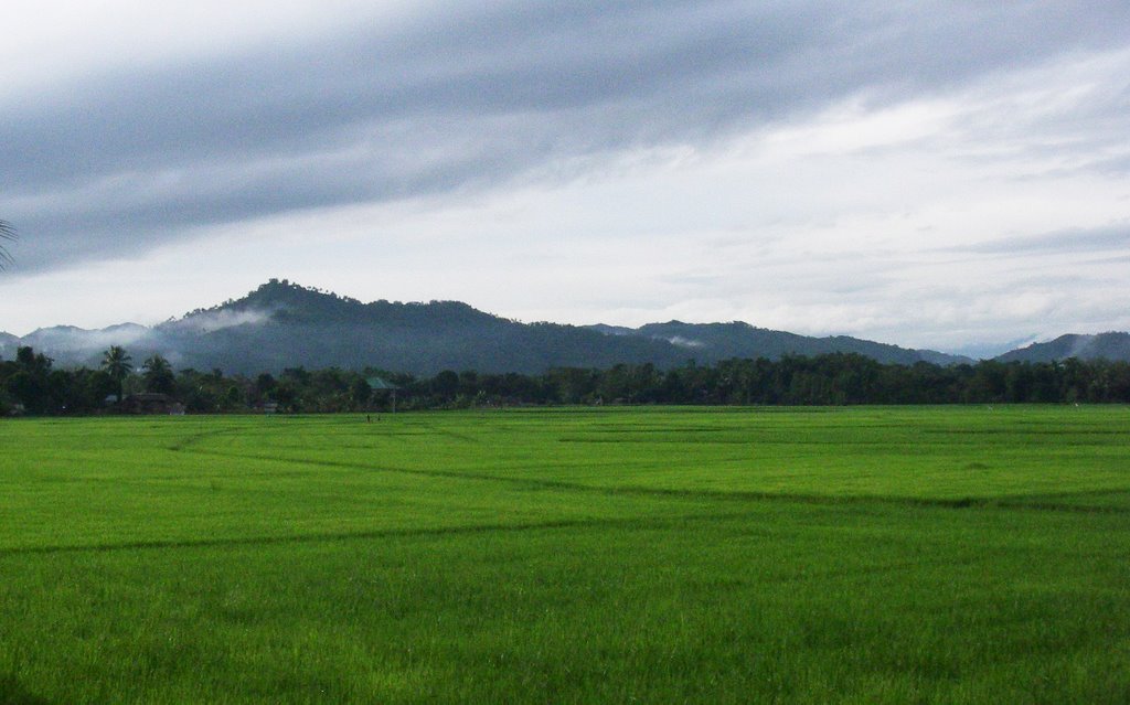 Balete Rice Plantation by RMI2