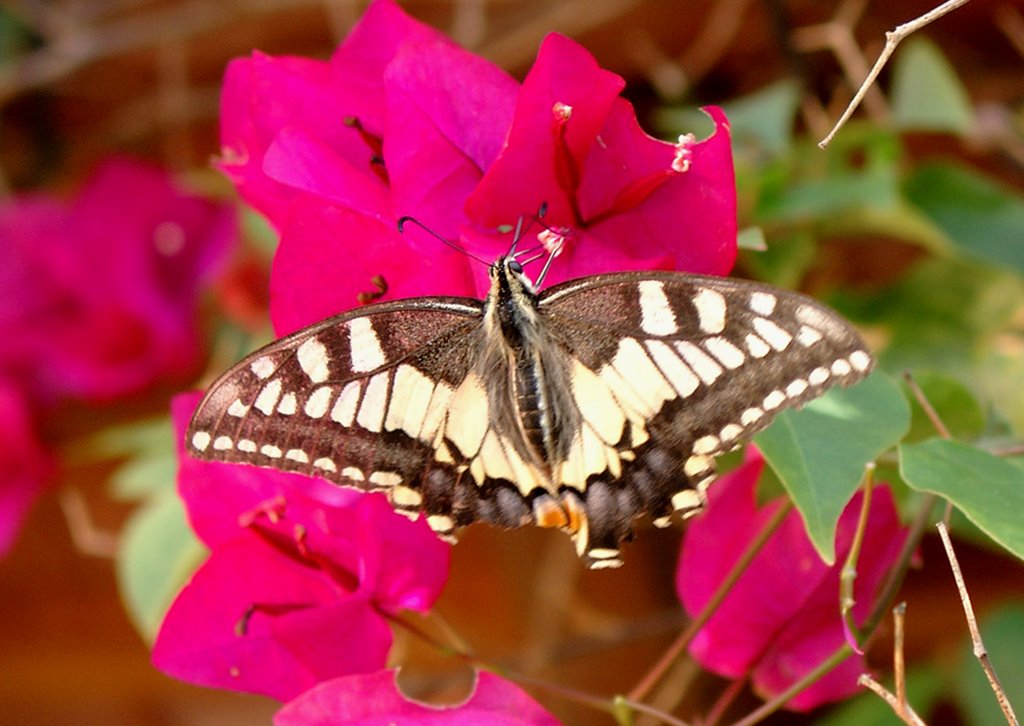 Bei Vejer: Schwalbenschwanz auf einer Bougainvillea, Okt. 2003 by picotuna