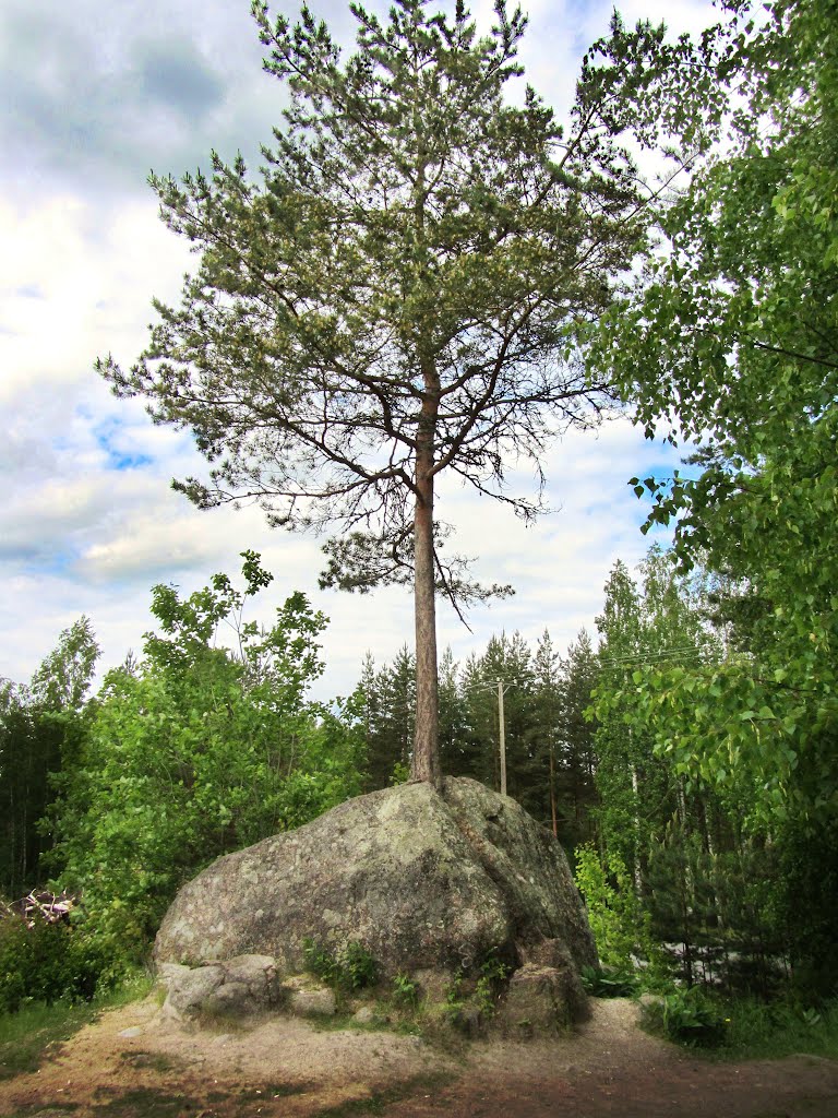 Дерево на камне/ the tree on the stone by Andrej Antipin