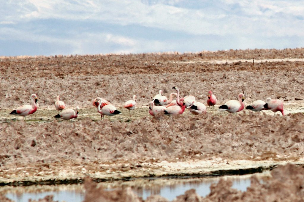 Flamingos...Salar de Atacama c by americatramp