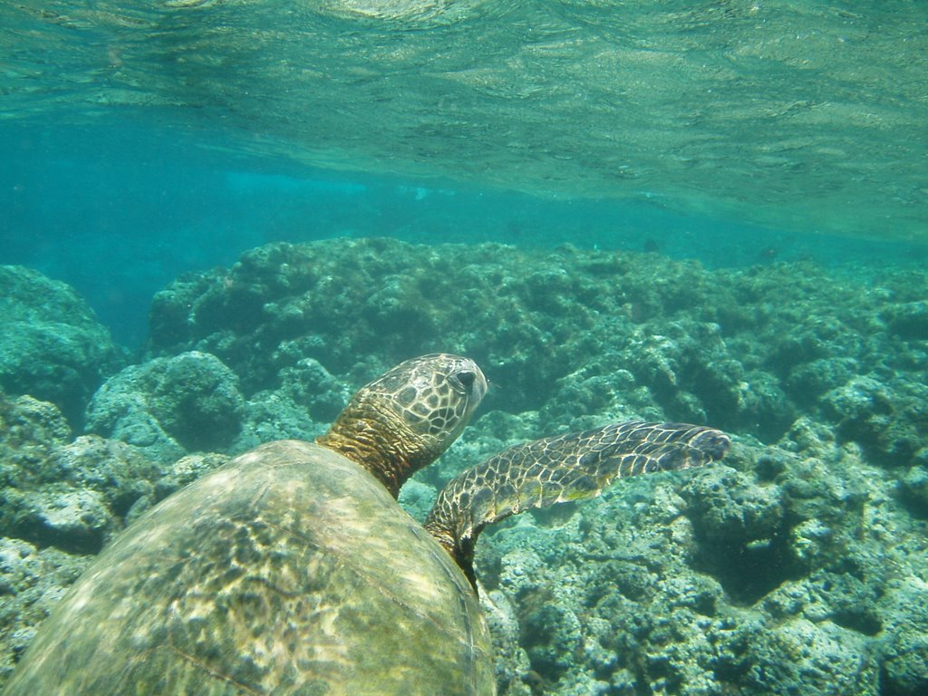 Turtles at Kee' Beach by Pilot.Man