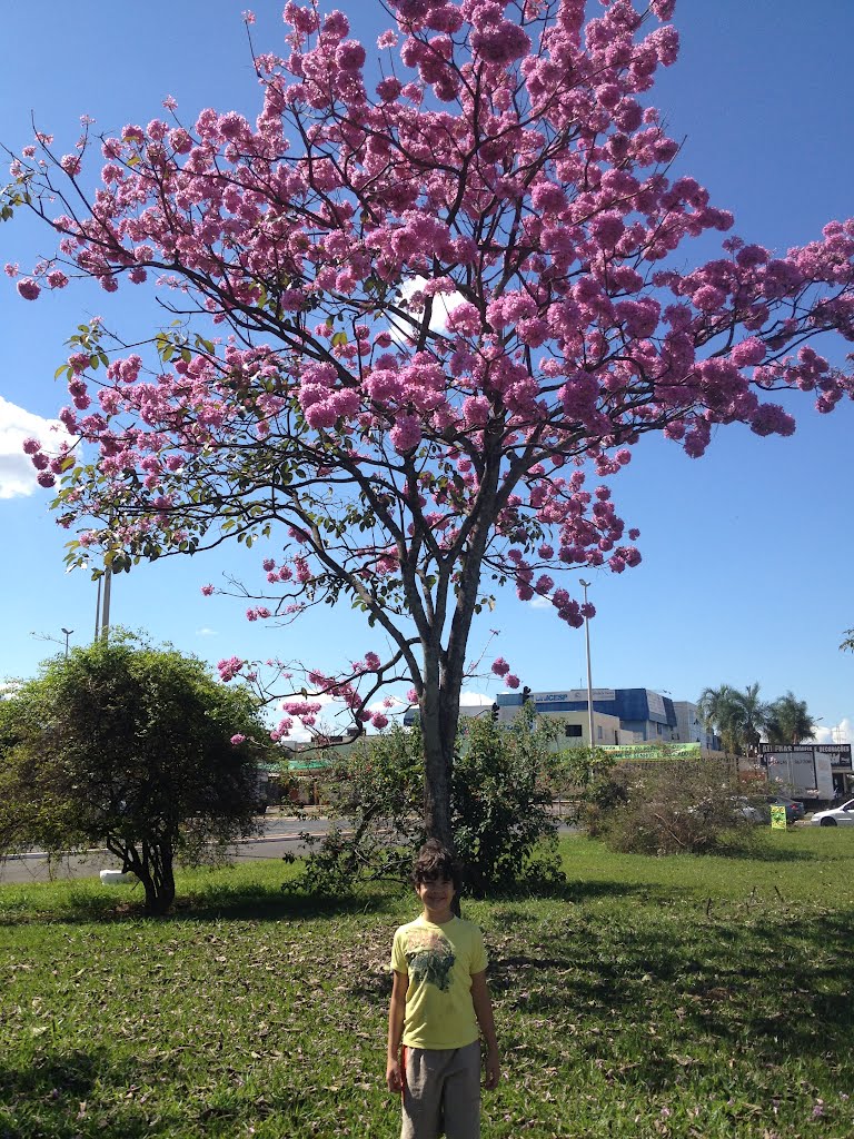 Ipê rosa/roxo entre o Guará I e II. (Em destaque, meu vaqueiro João Pedro) by Dedé de Zé Luca