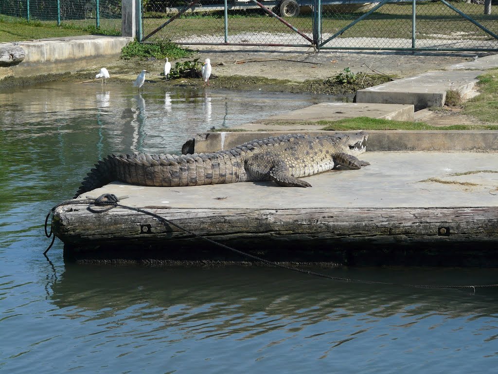 Die Krokodile stehen unter strengem Schutz by bernyz