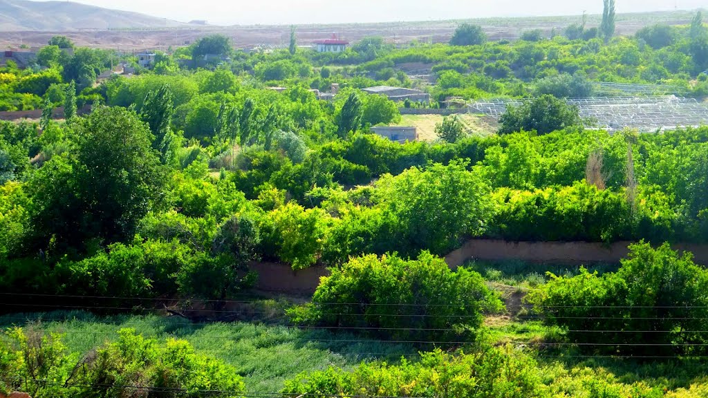 عظمت زیبایی درختان سرسبز در دل کویر با معجزه آب در شهر درجزین by Matin from  IRAN