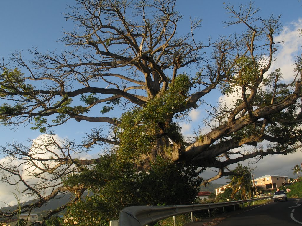 Le plus vieil arbre... by Dust...