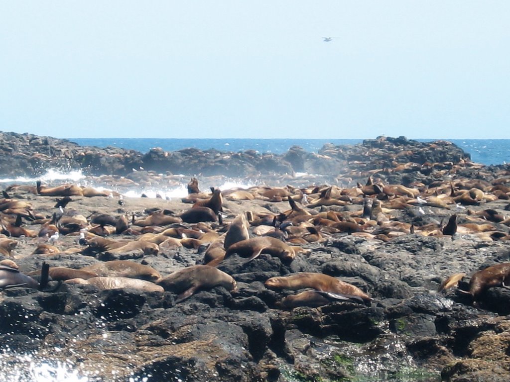 So, so many seals! by Cheryl Parkes