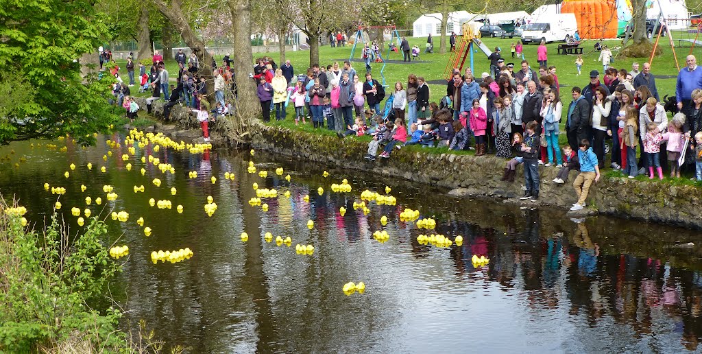 Approaching the Winning Line - Duck Race 2012, Colliston Park by Keith D