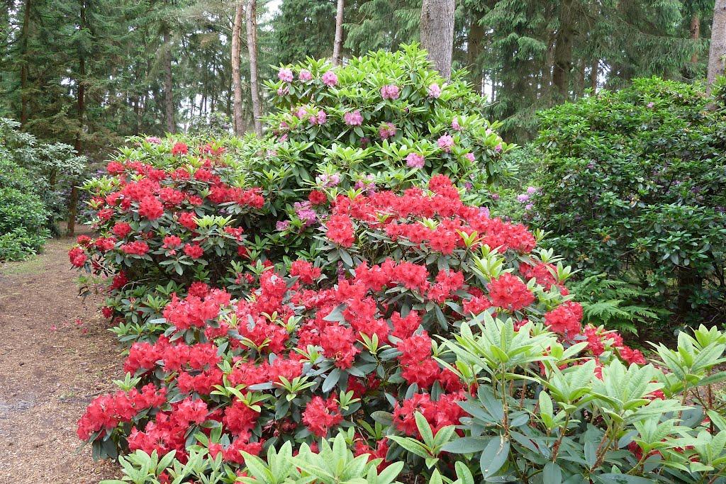 Rhododendrons by Ria Wentink