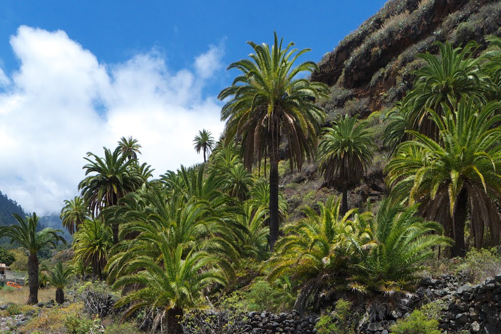 Palmeral en El Barranco de La Madera by VMGO