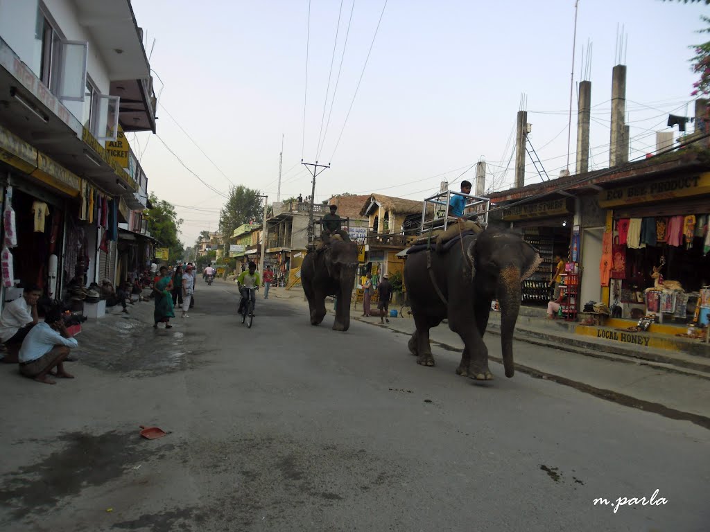 (mespar) The elephants in the Chitwan/Nepal by mesut parla