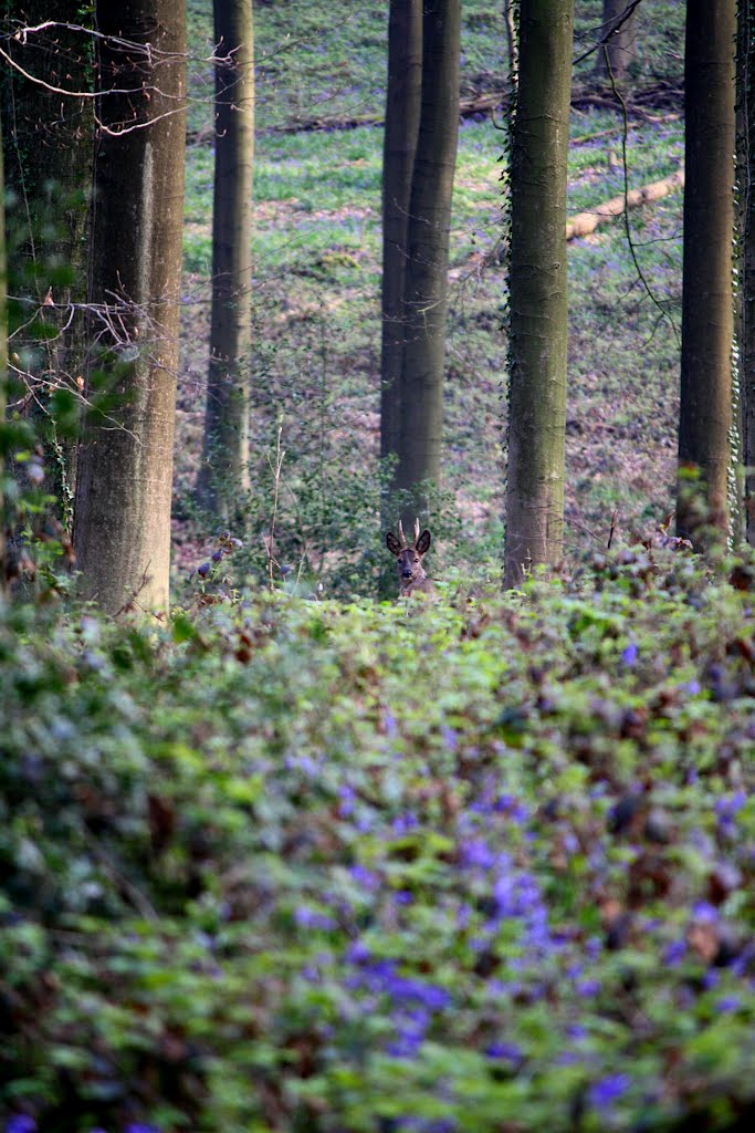 Reebok in Brakelbos (Vlaamse Ardennen) by © VDN