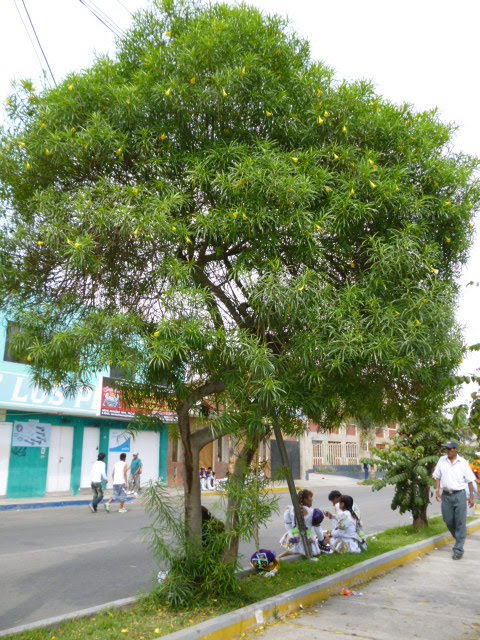 Árbol Thevetia peruviana. by lidiallanos40