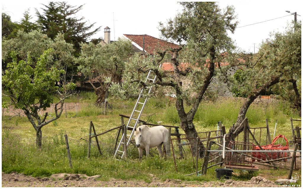 Freixial do Campo - curioso - Portugal .τ®√ℓΞΛج by jlcabaço (TravelJLC.)