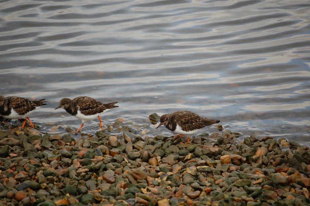 Turn stones on Keyhaven by jenny53