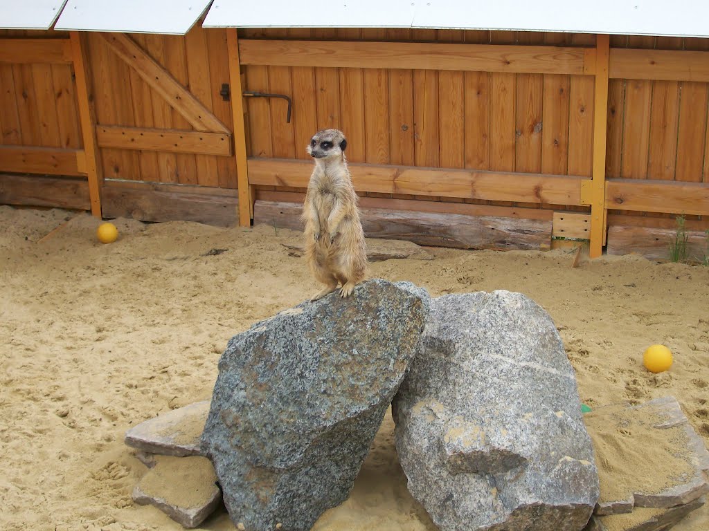 Чего припёрлись? / The meerkat by Eduard Miroshnichenko