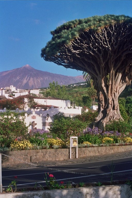 El Drago Milenario (Icod de los Vinos-Tenerife by Luigi Donna