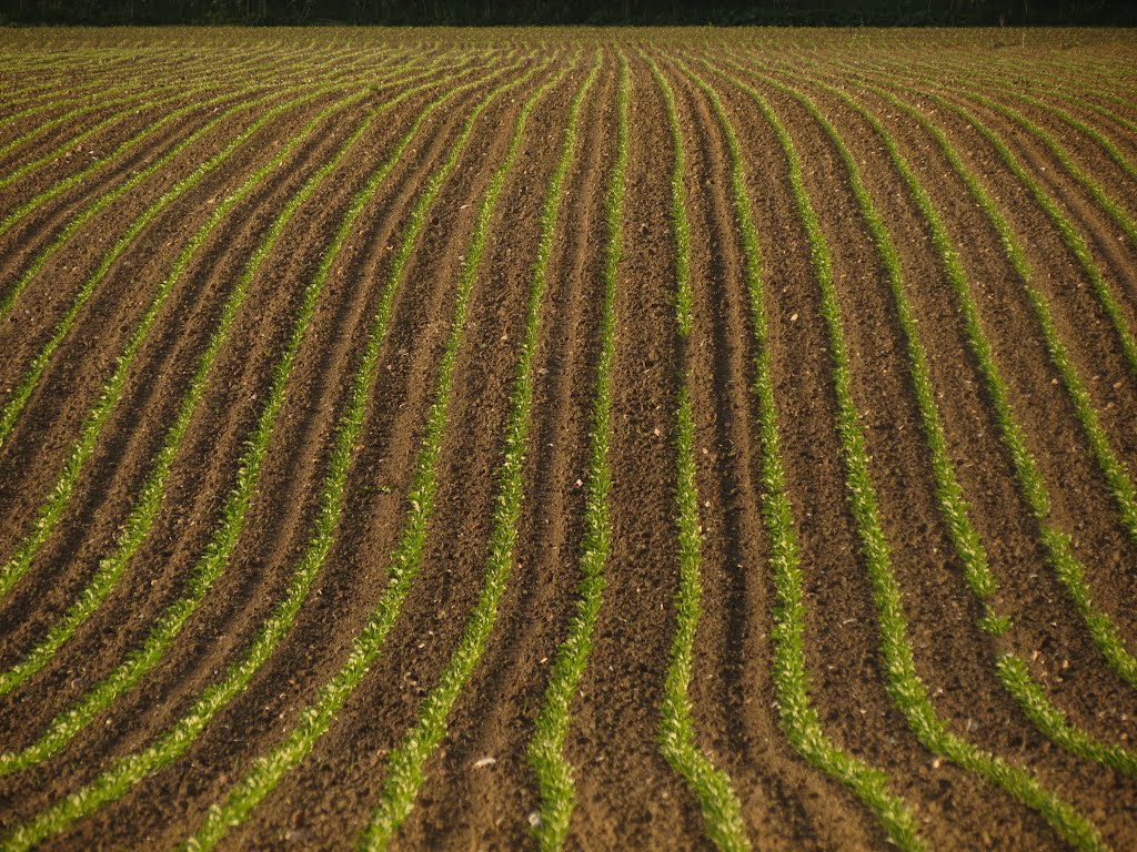 'The Green Lines' - Lungholm, Lolland, Denmark by Jan Sognnes