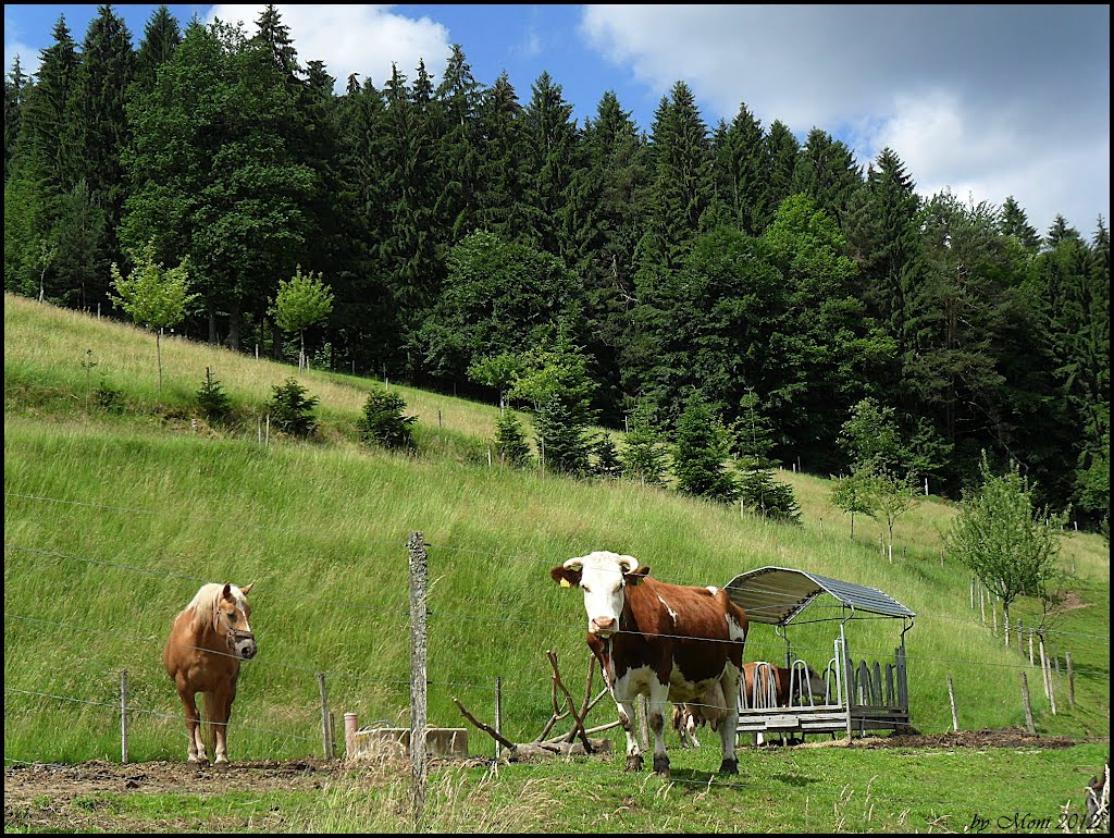 Elzach - Biederbach - Pferd und Kuh auf der Weide by Sehnwirmal