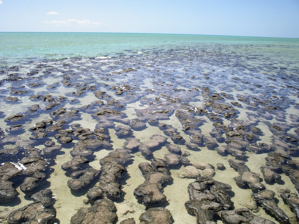 Stromatolites_Hamelin by martsan