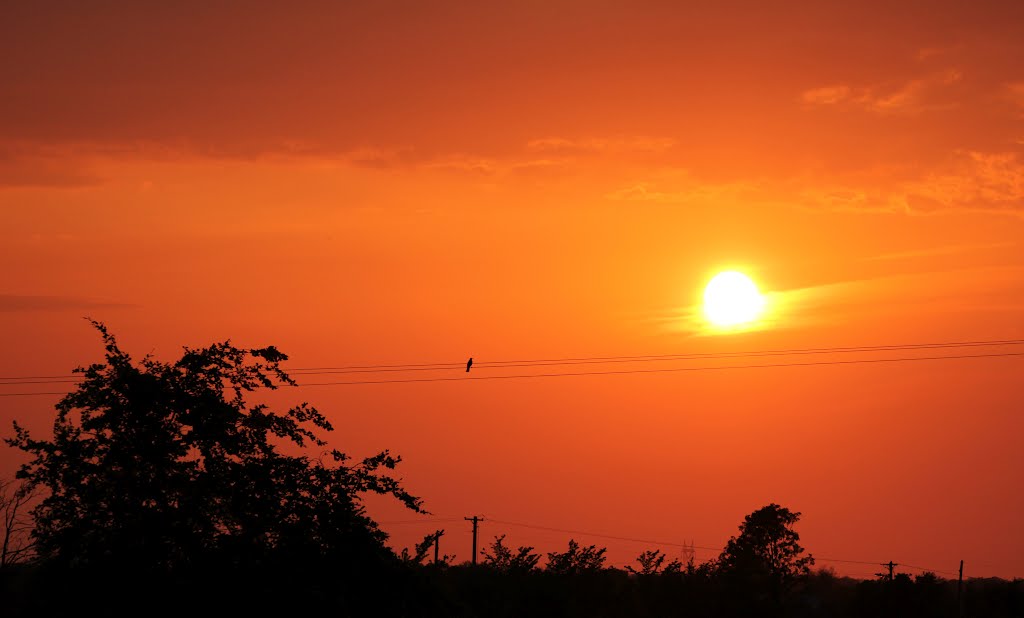 Blackbird watching the sun set by catherine  casey